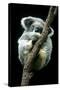 Koala Sleeping-Louise Murray-Stretched Canvas