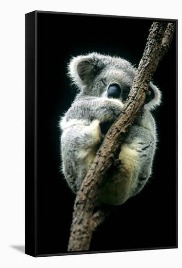 Koala Sleeping-Louise Murray-Framed Stretched Canvas