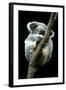 Koala Sleeping-Louise Murray-Framed Premium Photographic Print