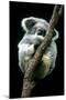 Koala Sleeping-Louise Murray-Mounted Premium Photographic Print