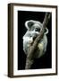 Koala Sleeping-Louise Murray-Framed Photographic Print