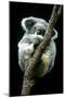 Koala Sleeping-Louise Murray-Mounted Photographic Print