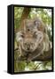 Koala with Young on Back-null-Framed Stretched Canvas