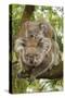 Koala with Young on Back-null-Stretched Canvas