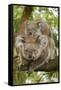 Koala with Young on Back-null-Framed Stretched Canvas