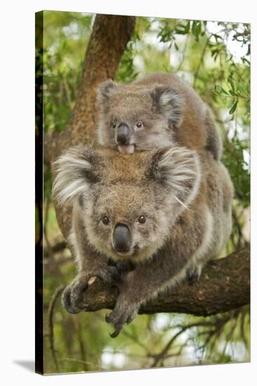 Koala with Young on Back-null-Stretched Canvas