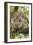 Koala with Young on Back-null-Framed Premium Photographic Print