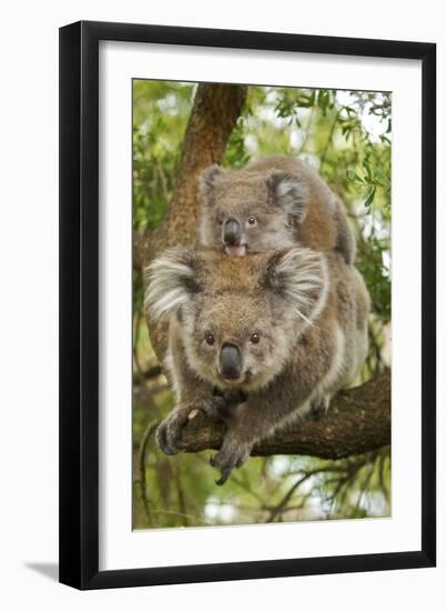 Koala with Young on Back-null-Framed Premium Photographic Print