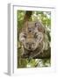 Koala with Young on Back-null-Framed Premium Photographic Print