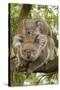 Koala with Young on Back-null-Stretched Canvas