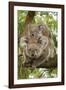 Koala with Young on Back-null-Framed Photographic Print