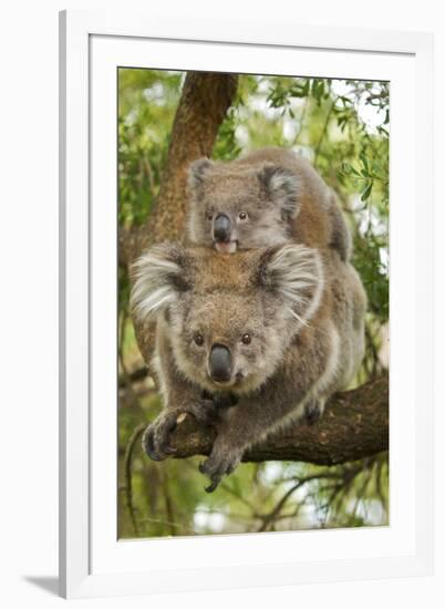 Koala with Young on Back-null-Framed Photographic Print