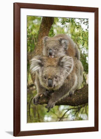 Koala with Young on Back-null-Framed Photographic Print