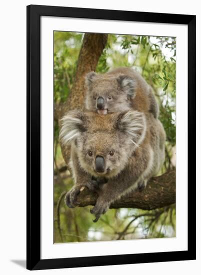 Koala with Young on Back-null-Framed Photographic Print