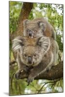 Koala with Young on Back-null-Mounted Photographic Print