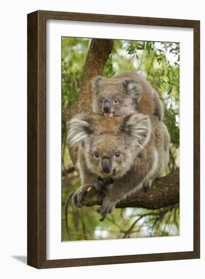 Koala with Young on Back-null-Framed Photographic Print