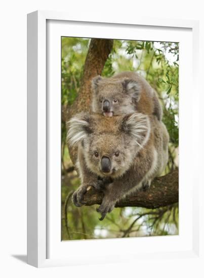 Koala with Young on Back-null-Framed Photographic Print