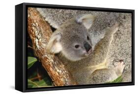 Koala Young, Clinging to Mother's Fur-null-Framed Stretched Canvas