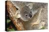 Koala Young, Clinging to Mother's Fur-null-Stretched Canvas