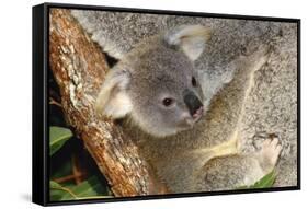 Koala Young, Clinging to Mother's Fur-null-Framed Stretched Canvas