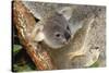 Koala Young, Clinging to Mother's Fur-null-Stretched Canvas