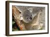 Koala Young, Clinging to Mother's Fur-null-Framed Premium Photographic Print