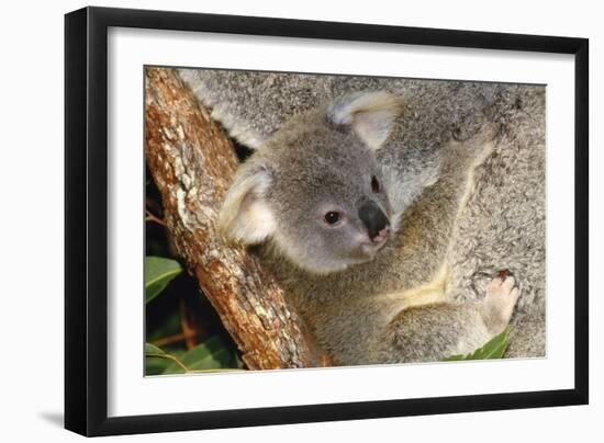 Koala Young, Clinging to Mother's Fur-null-Framed Premium Photographic Print