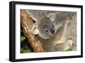 Koala Young, Clinging to Mother's Fur-null-Framed Premium Photographic Print