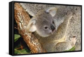 Koala Young, Clinging to Mother's Fur-null-Framed Stretched Canvas