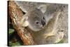 Koala Young, Clinging to Mother's Fur-null-Stretched Canvas