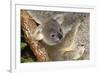 Koala Young, Clinging to Mother's Fur-null-Framed Photographic Print