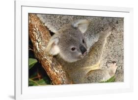 Koala Young, Clinging to Mother's Fur-null-Framed Photographic Print