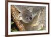 Koala Young, Clinging to Mother's Fur-null-Framed Photographic Print