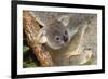 Koala Young, Clinging to Mother's Fur-null-Framed Photographic Print