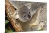 Koala Young, Clinging to Mother's Fur-null-Mounted Photographic Print