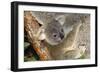 Koala Young, Clinging to Mother's Fur-null-Framed Photographic Print