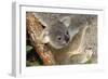 Koala Young, Clinging to Mother's Fur-null-Framed Photographic Print