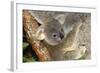 Koala Young, Clinging to Mother's Fur-null-Framed Photographic Print