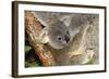 Koala Young, Clinging to Mother's Fur-null-Framed Photographic Print