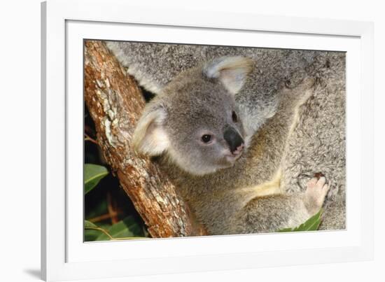 Koala Young, Clinging to Mother's Fur-null-Framed Photographic Print