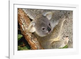 Koala Young, Clinging to Mother's Fur-null-Framed Photographic Print