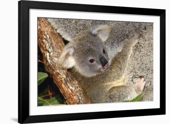 Koala Young, Clinging to Mother's Fur-null-Framed Photographic Print