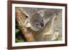 Koala Young, Clinging to Mother's Fur-null-Framed Photographic Print