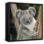 Koala Young Close-Up-null-Framed Stretched Canvas