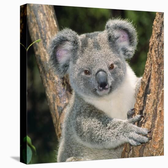 Koala Young Close-Up-null-Stretched Canvas