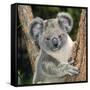 Koala Young Close-Up-null-Framed Stretched Canvas