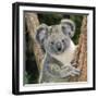 Koala Young Close-Up-null-Framed Premium Photographic Print