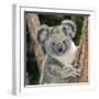 Koala Young Close-Up-null-Framed Premium Photographic Print