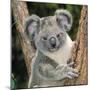 Koala Young Close-Up-null-Mounted Premium Photographic Print