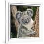 Koala Young Close-Up-null-Framed Photographic Print